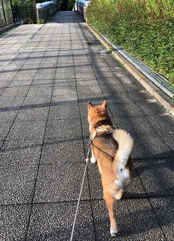 むーちゃん13歳のお散歩18.5.14.jpg