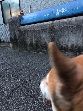 むーちゃんと猫ちゃん②18.9.1.jpg