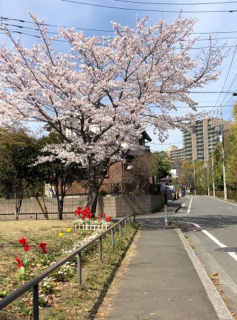 桜19.4.5.jpg
