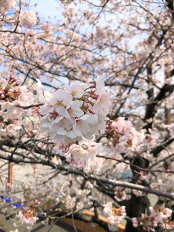 桜②19.4.5.jpg