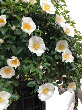 白い花19.4.30.jpg