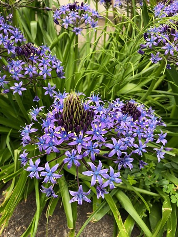 紫の花18.4.27.jpg