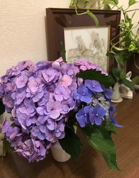 紫陽花fromあちゃ18.6.16.jpg