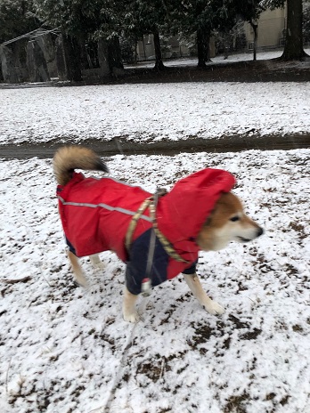 雪散歩③19.2.9.jpg